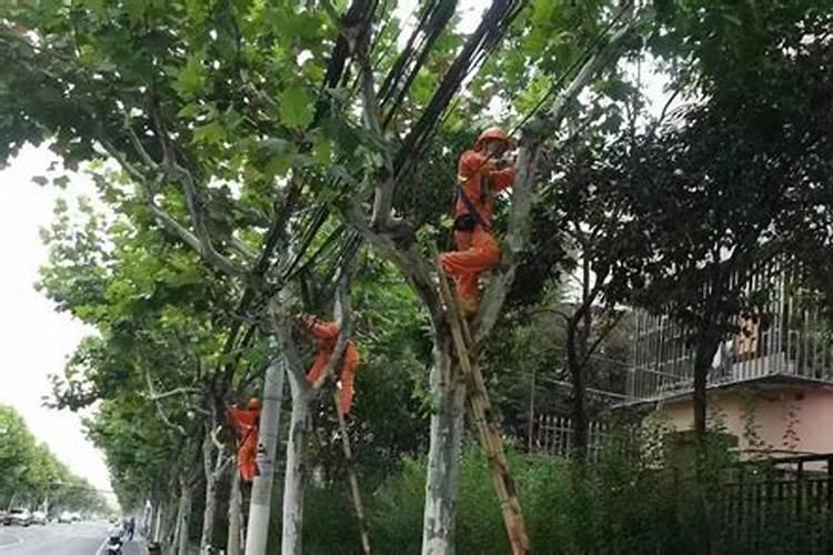 这是什么树？