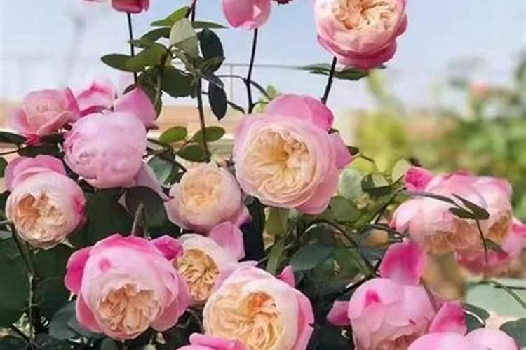 果树10月可以拉枝吗