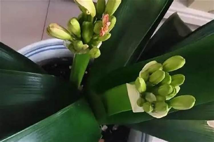 如何在养珍珠塘作钓