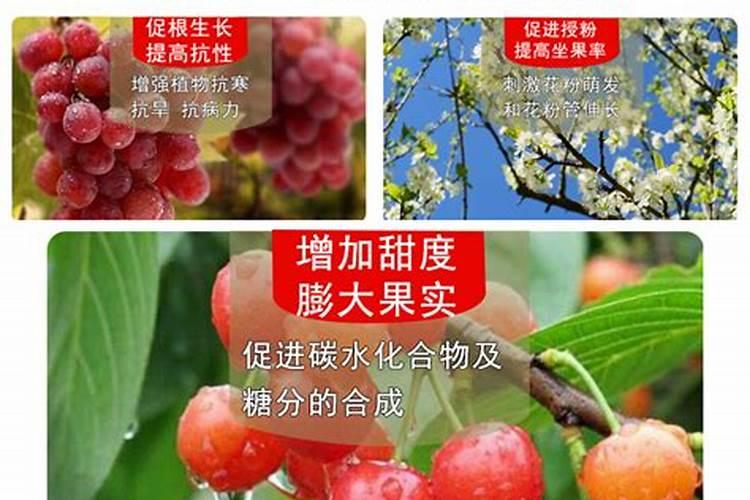 芸苔素内酯可以膨果吗