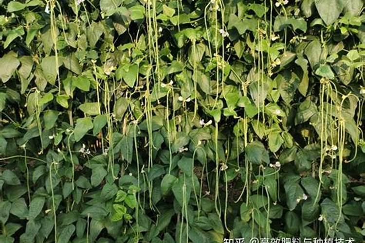 室内盆栽的木菊叶子发黄是什么原因？