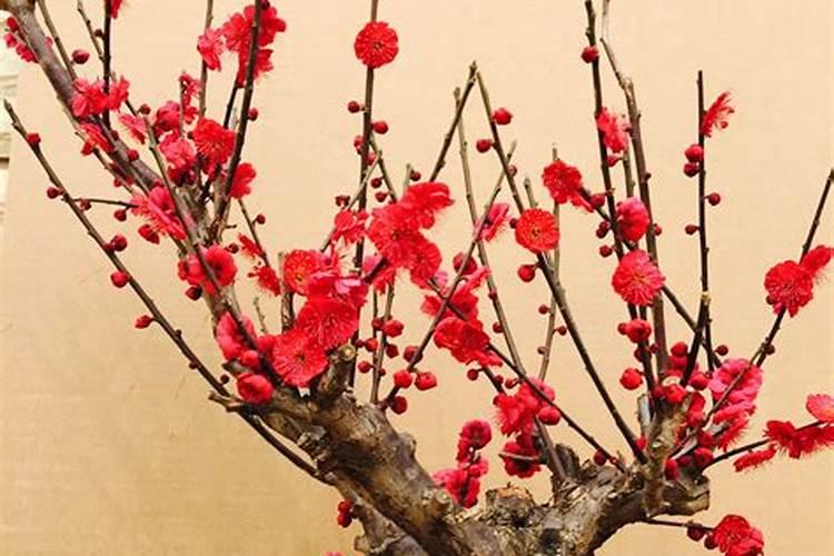 红梅老桩盆景刚发芽怎么养