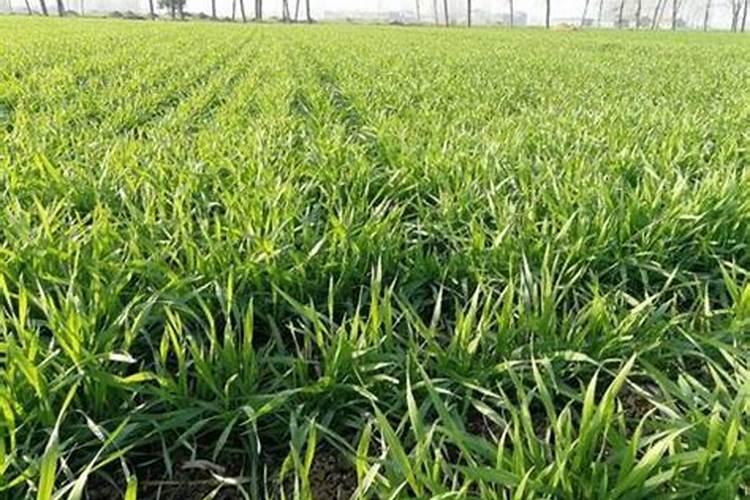 栀子花施肥什么肥料