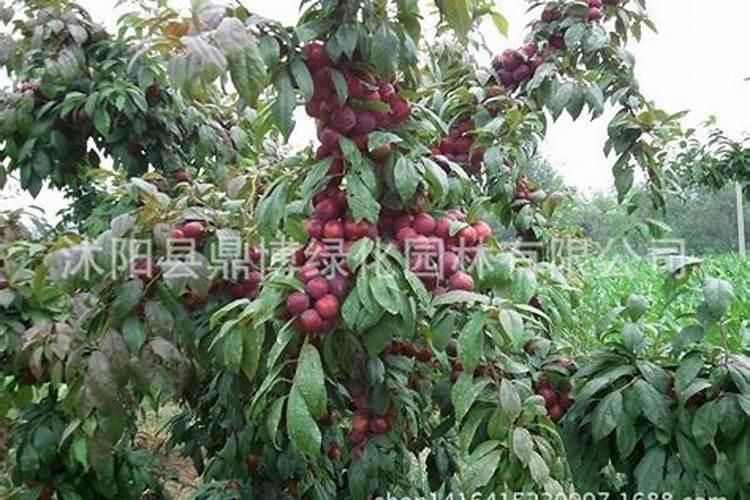 北方果树专用肥配方与施肥目录