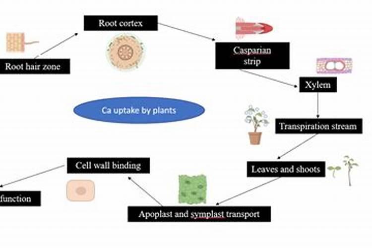 用什么钙使农作物的根增粗增长什么样的钙肥吸收利用率高
