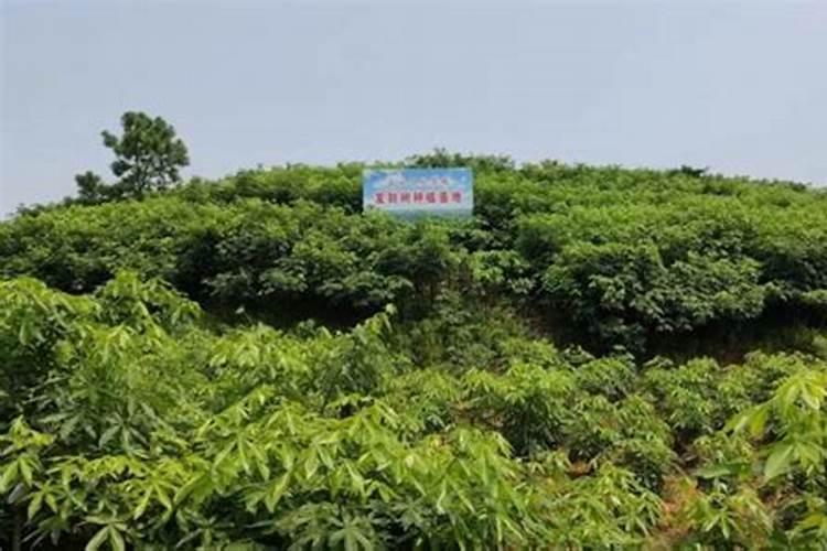 摇钱树用什么肥料最好