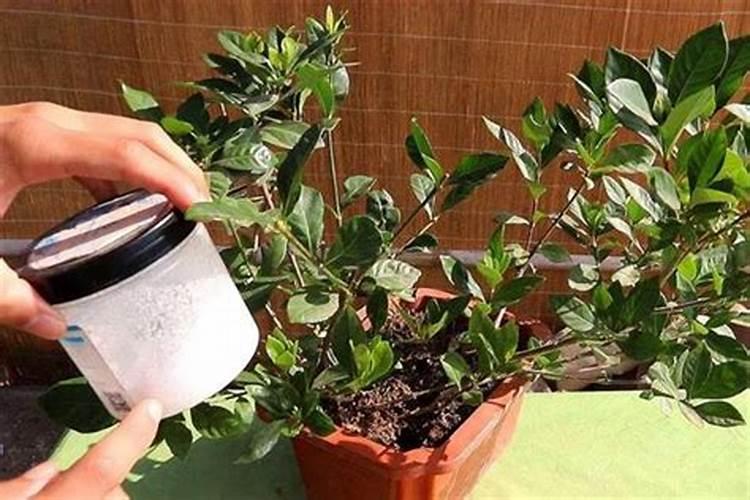 大豆初花期盛花期用什么叶面肥最好