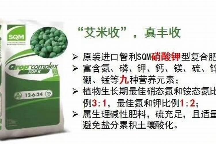 种植木耳菜时有哪些注意点？木耳菜什么时候种植最好？