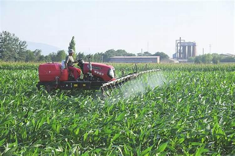 柚子的种植技巧 柚子怎么才能高产种植
