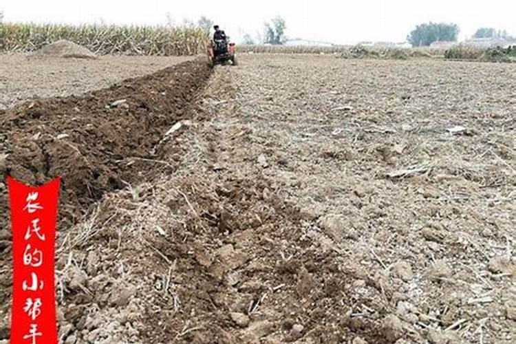 金弹子树果可以吃吗