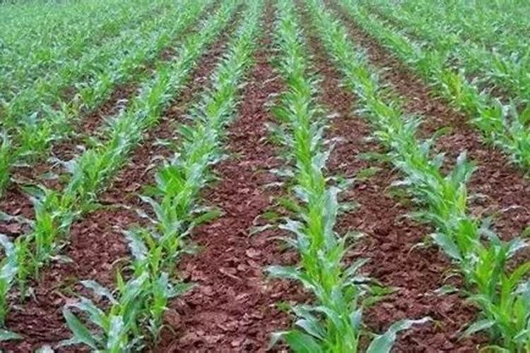 复合肥氯基和硫基的区别