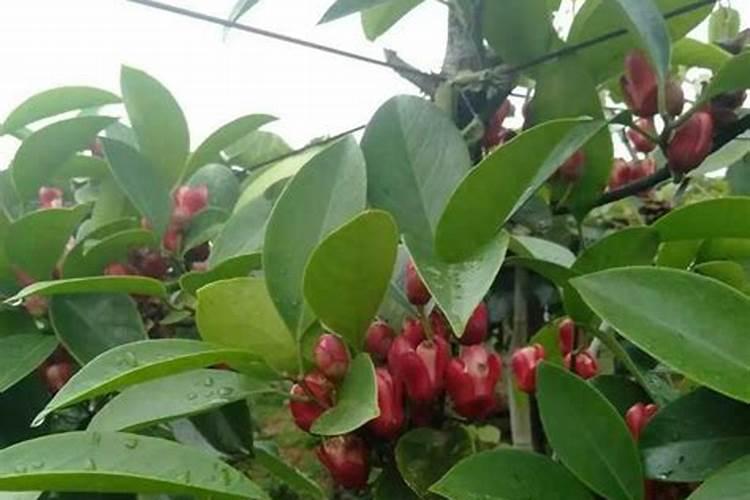 绿叶植物用什么肥料