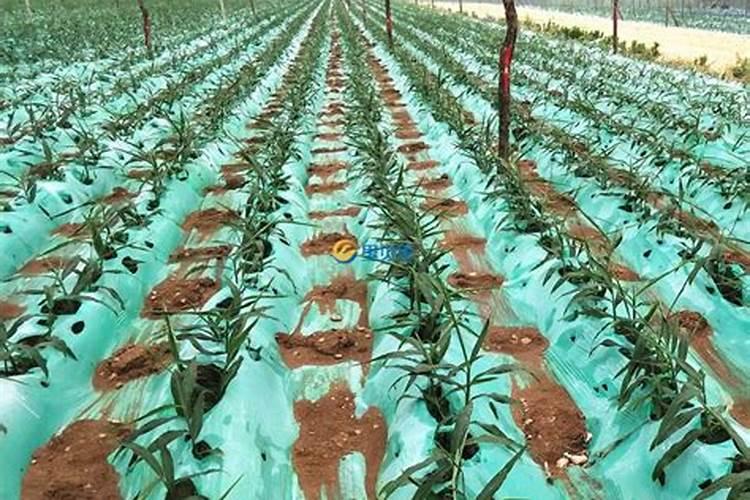 大姜培士后施了肥发很多小芽过多用磷酸二轻钾得吗