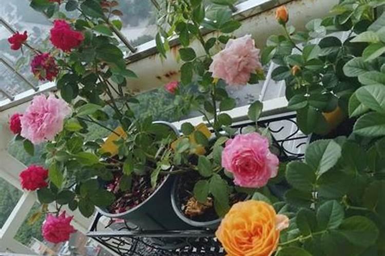 夏天怎样给植物施肥 有哪些需要注意的
