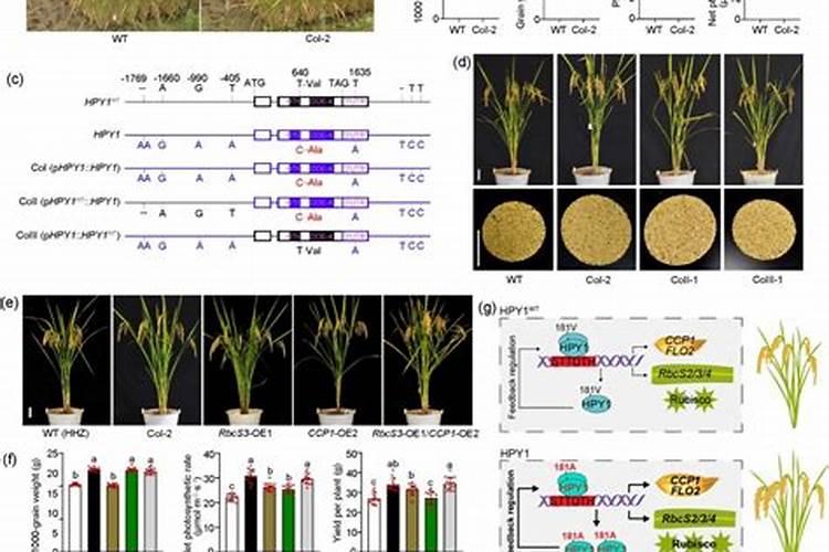 这么好的地方留不住你(柴达木这么好的地方是藏不住了)