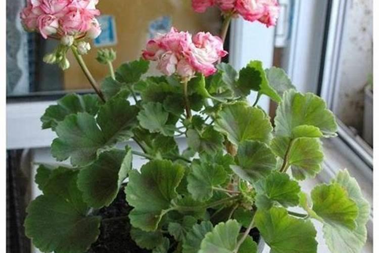 种植苍术用什么肥料
