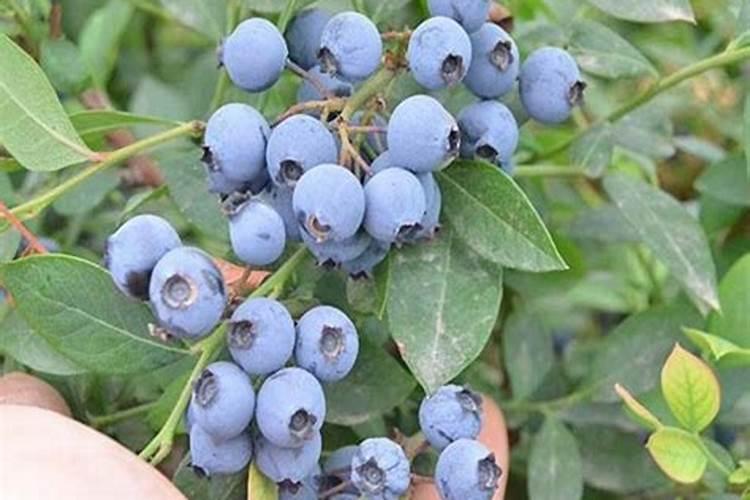 蓝莓开花施什么肥料好
