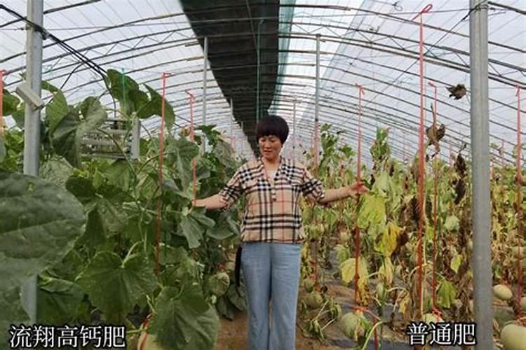 科普惠农流翔高钙是真的吗