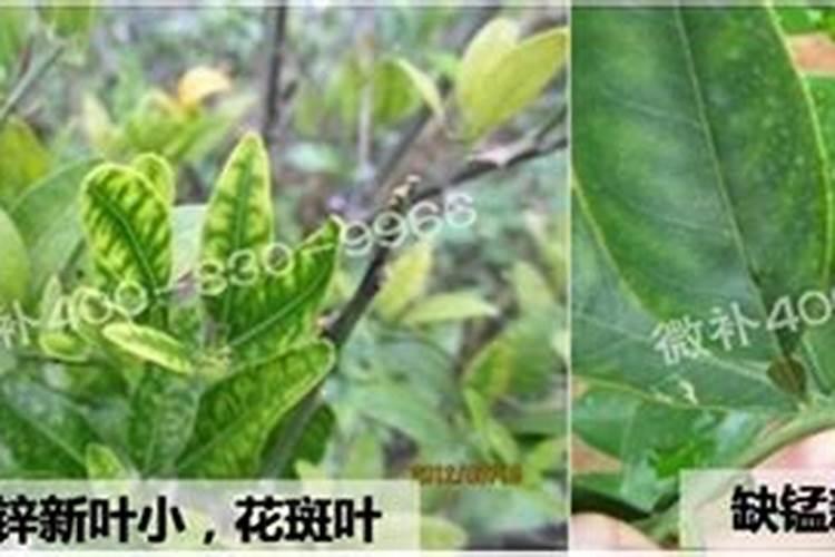 柑橘幼苗水溶肥的用量是多少？