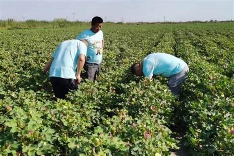 水溶肥什么牌子的最好最安全