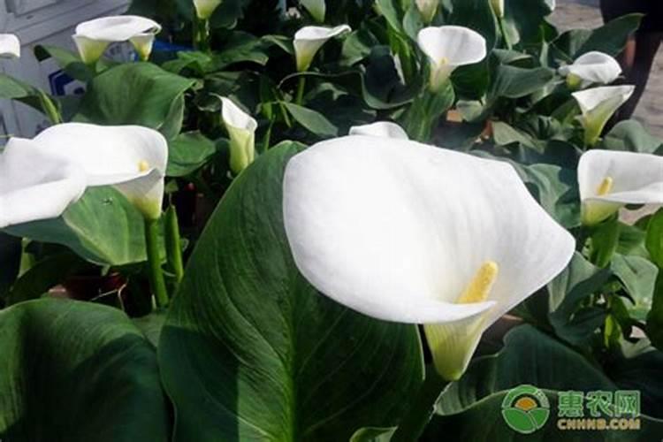 一帆风顺施肥用什么肥料好 浇四种肥料开花快