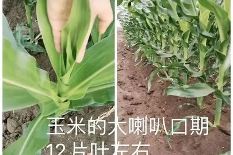 糖醇钙叶面肥作用与用量