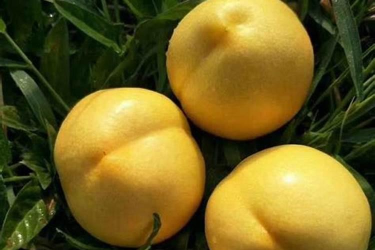 中油16号油桃开春施什么肥料？