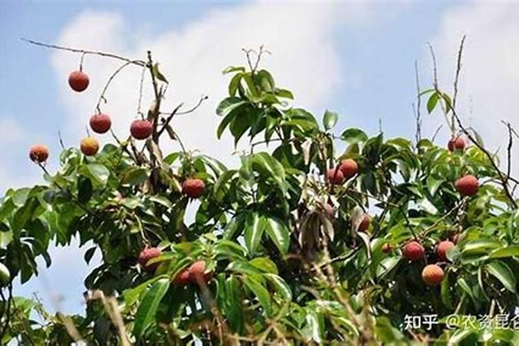 荔枝谢花后大量落果怎么办,如何处理？