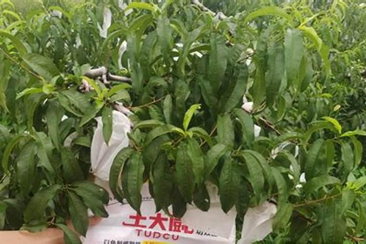 核桃壳可以做花肥料吗