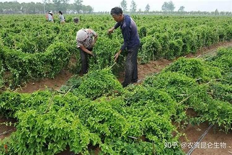 山药什么时候追肥合适