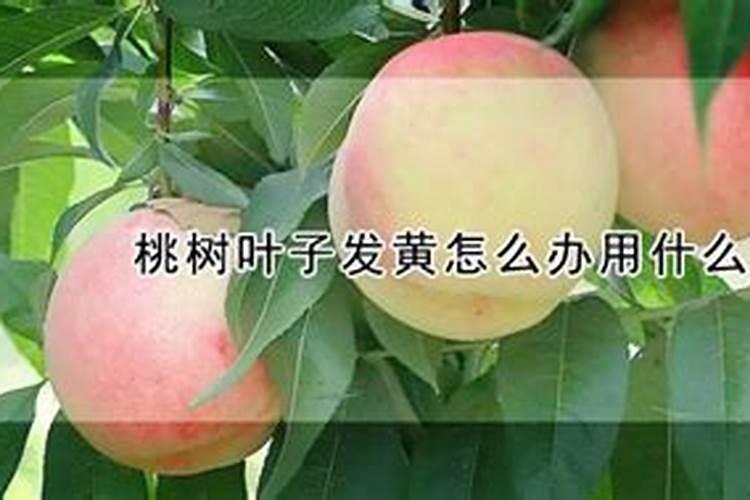 桃树叶子发黄打什么药