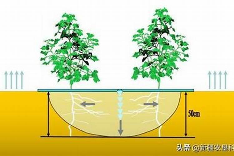 种植花生磷肥的正确方法