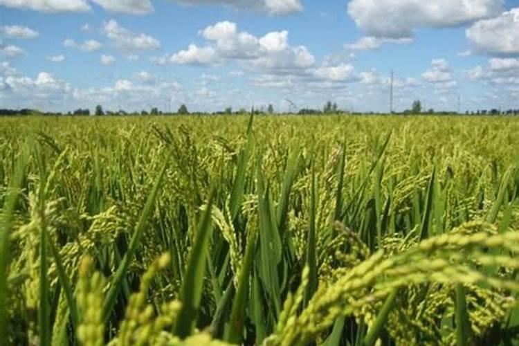 琴叶榕用什么肥料最好