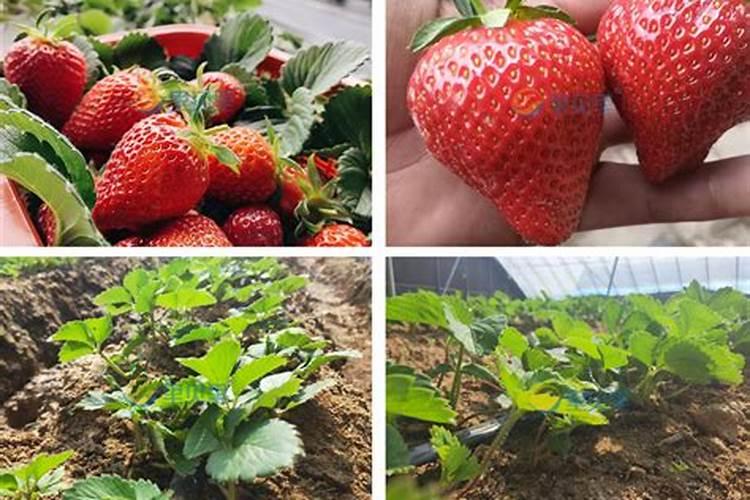 草莓适合用什么肥 草莓用什么农家肥料最好