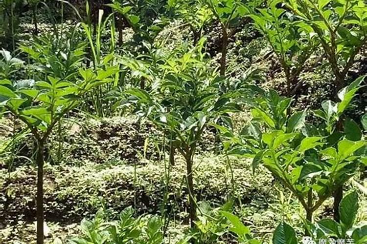 魔芋施肥最佳时间 施肥方法总结