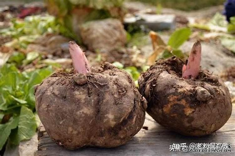 魔芋用什么肥料最好