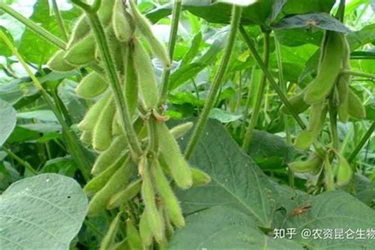 黄豆最后一遍叶面肥什么时候打？