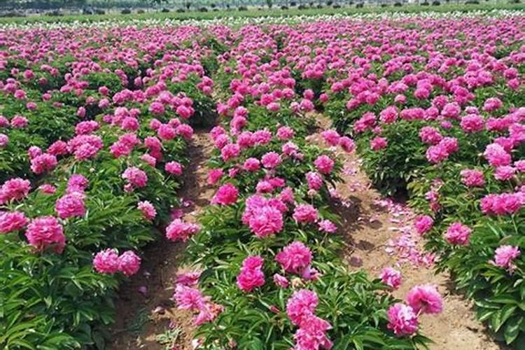 芍药花需要什么肥料