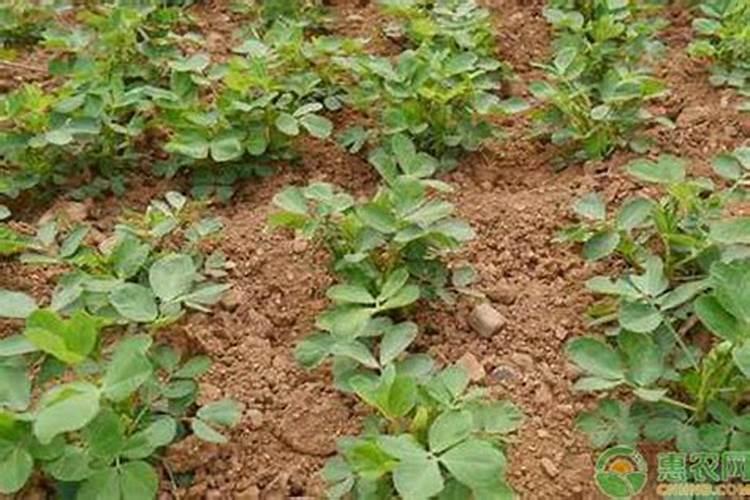 玉米吐穗期打啥叶面肥好