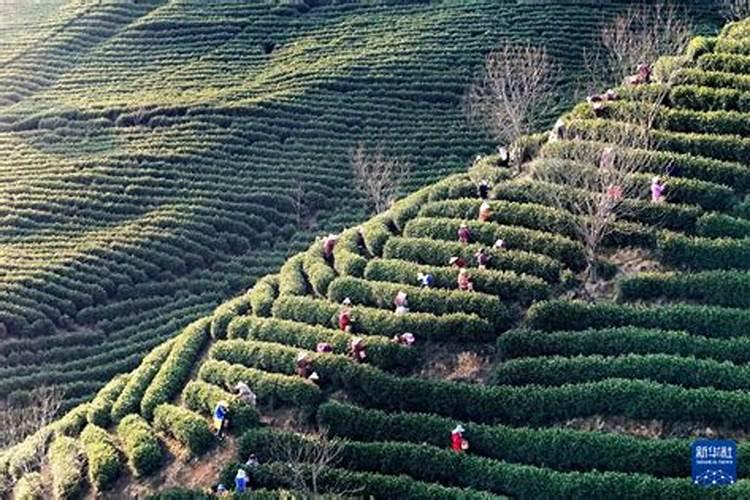 平菇菌种的平菇的栽培类型