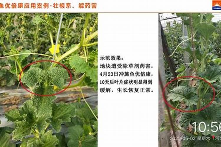 甜瓜不甜,苦,都原因引起