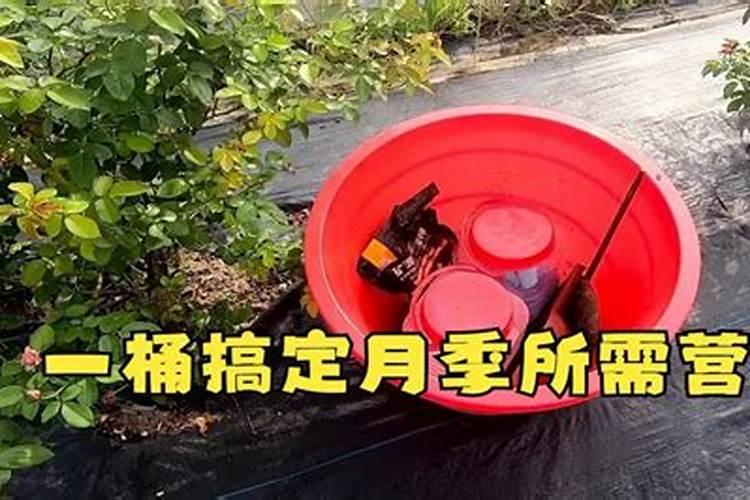 月季过冬这三点重要如何不影响来年开花