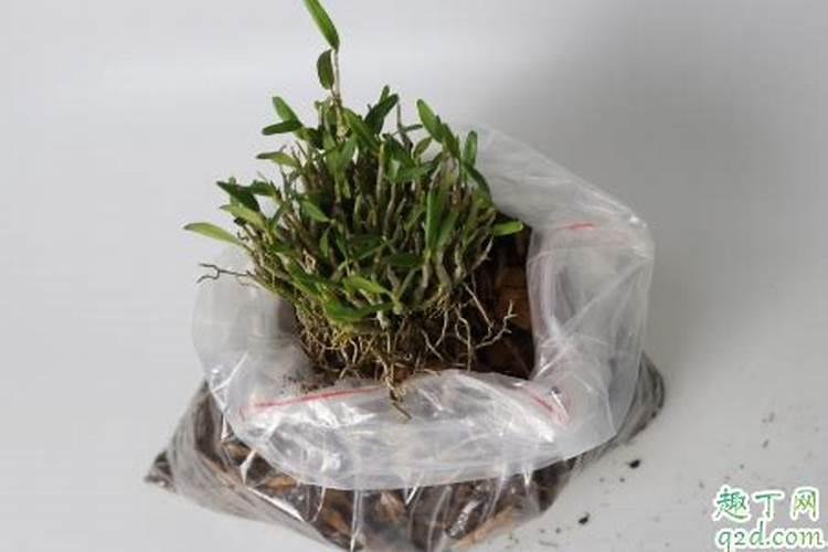 芸苔素内酯使用于水稻时候需要注意什么？