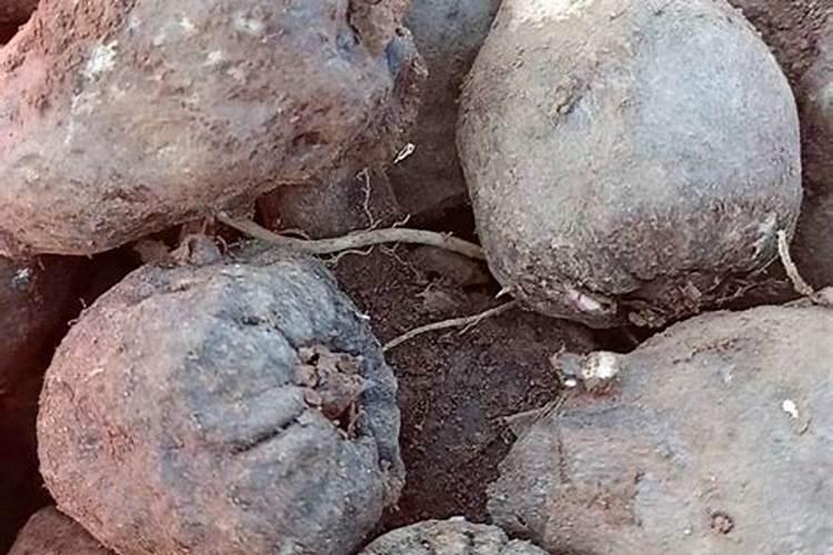 魔芋最忌三种肥料