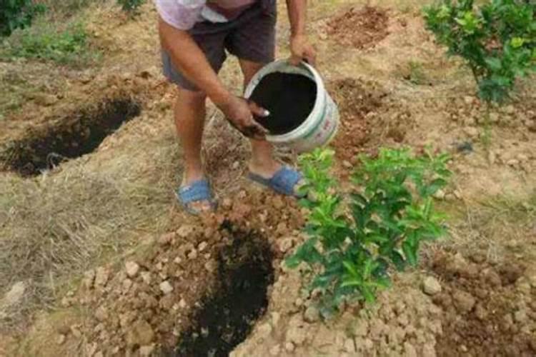 柑橘树施什么复合肥好呢？一年要施多少次？(大树)
