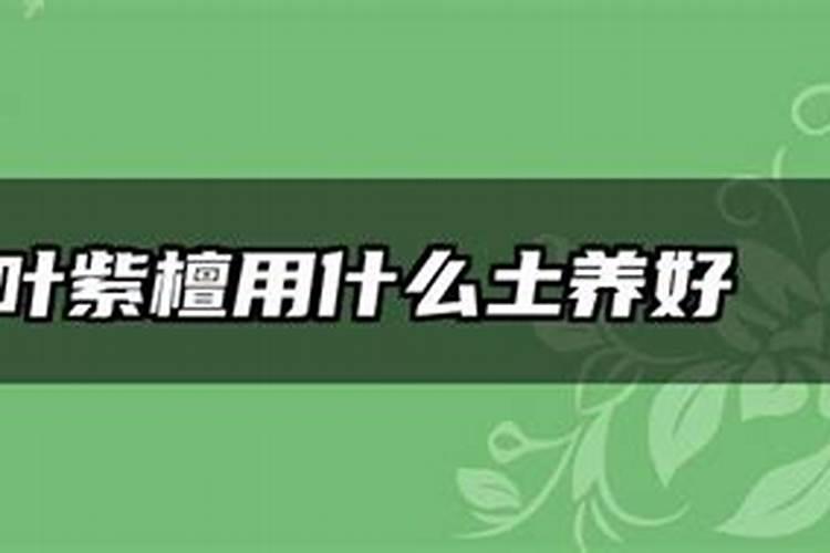 小叶紫檀施什么肥最好