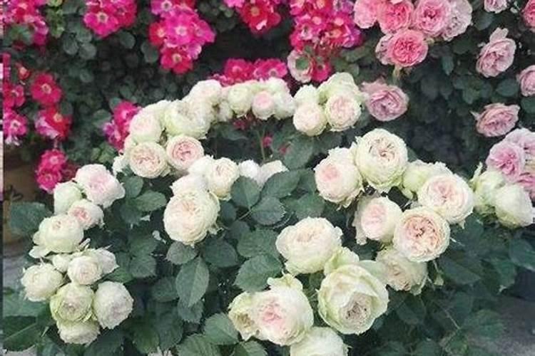 怎么自制月季花肥