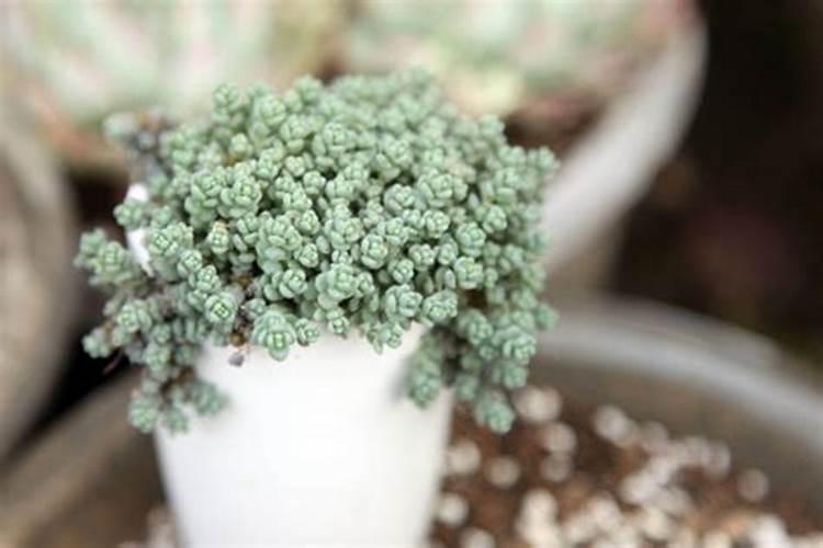 多肉植物是浇营养液还是用肥料？