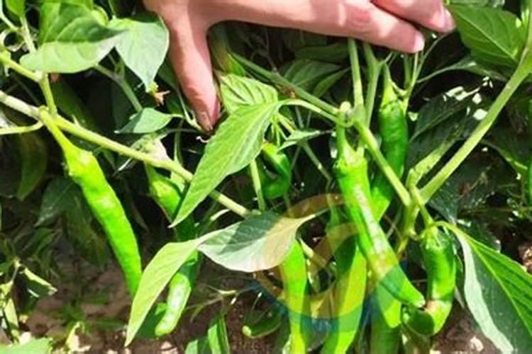 花椒用什么肥料好？