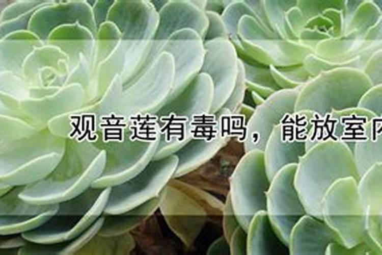 观音莲浇什么肥料合适